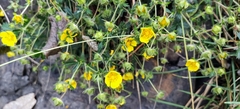 Potentilla pusilla