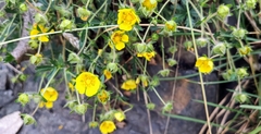 Potentilla pusilla
