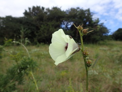 Hibiscus cannabinus