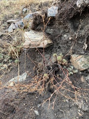 Chamaerhodos grandiflora