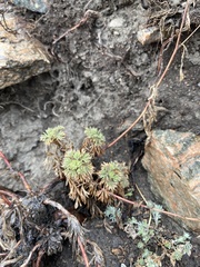Chamaerhodos grandiflora