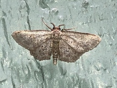 Scopula compensata