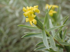 Lasiosiphon splendens