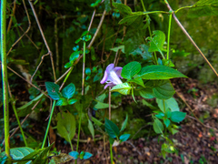 Barleria gueinzii