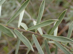 Lasiosiphon splendens