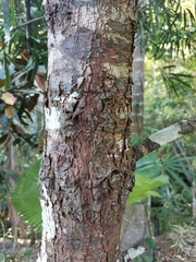 Podocarpus matudae