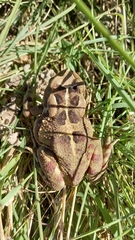 Sclerophrys pardalis