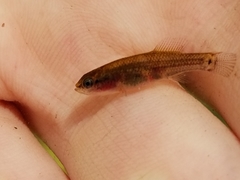 Umbra pygmaea