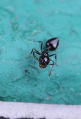 Crematogaster ebenina