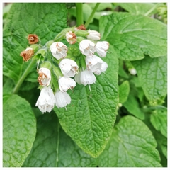 Pucciniastrum symphyti