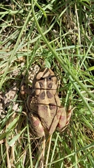 Sclerophrys pardalis