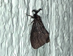 Cryptothelea gloverii