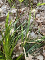 Carex picta