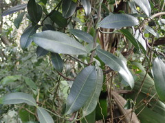 Secamone gerrardii