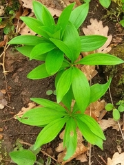 Lilium martagon