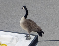 Branta canadensis