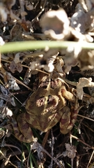 Sclerophrys pardalis