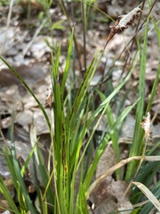 Carex picta
