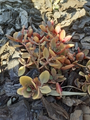 Crassula multicava multicava