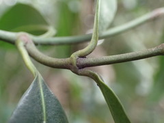 Secamone gerrardii