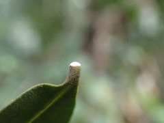Secamone gerrardii