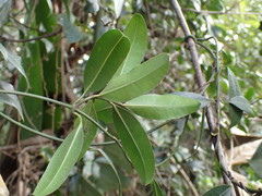 Secamone gerrardii