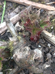Darmera peltata