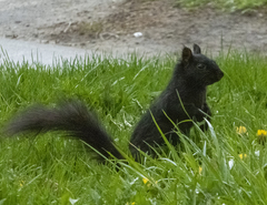 Sciurus carolinensis