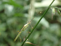 Stenocoris apicalis