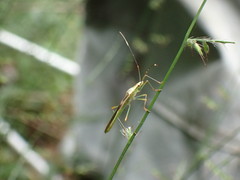 Stenocoris apicalis