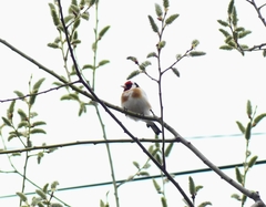 Carduelis carduelis
