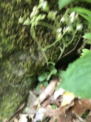 Micranthes virginiensis