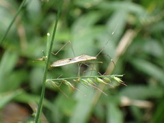 Stenocoris apicalis