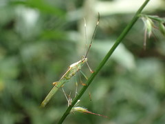 Stenocoris apicalis