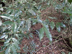 Tricalysia sonderiana