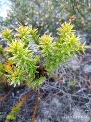 Oedera imbricata