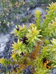 Oedera imbricata