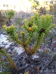 Oedera imbricata