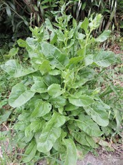 Beta vulgaris cicla