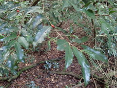 Tricalysia sonderiana