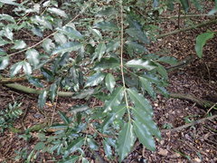 Tricalysia sonderiana
