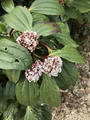 Viburnum davidii