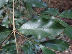 Tricalysia sonderiana
