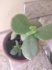 Crassulaceae