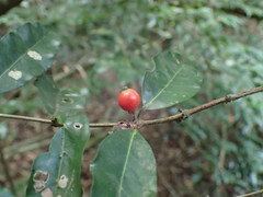 Tricalysia sonderiana