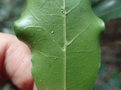 Tricalysia sonderiana