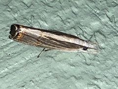 Image of Parapediasia decorellus