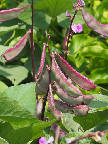 Lablab purpureus