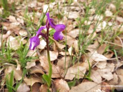 Anacamptis