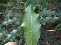 Tricalysia sonderiana